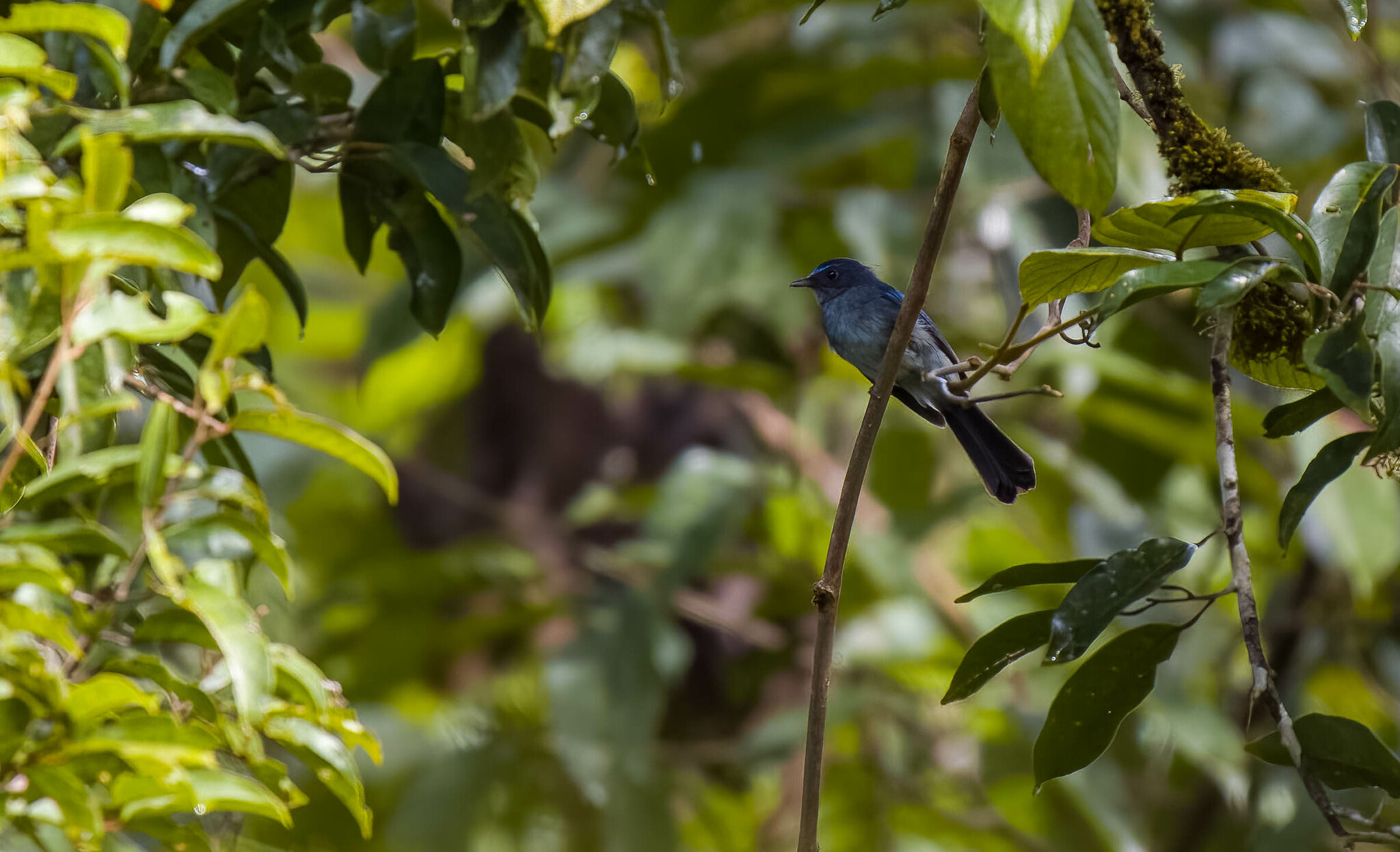 Visayan Blue Fantail (Rhipidura samarensis), photo 2