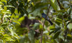 Visayan Blue-Fantail photo 1
