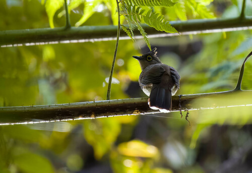 Yellow-wattled Bulbul (Microtarsus urostictus), photo 4