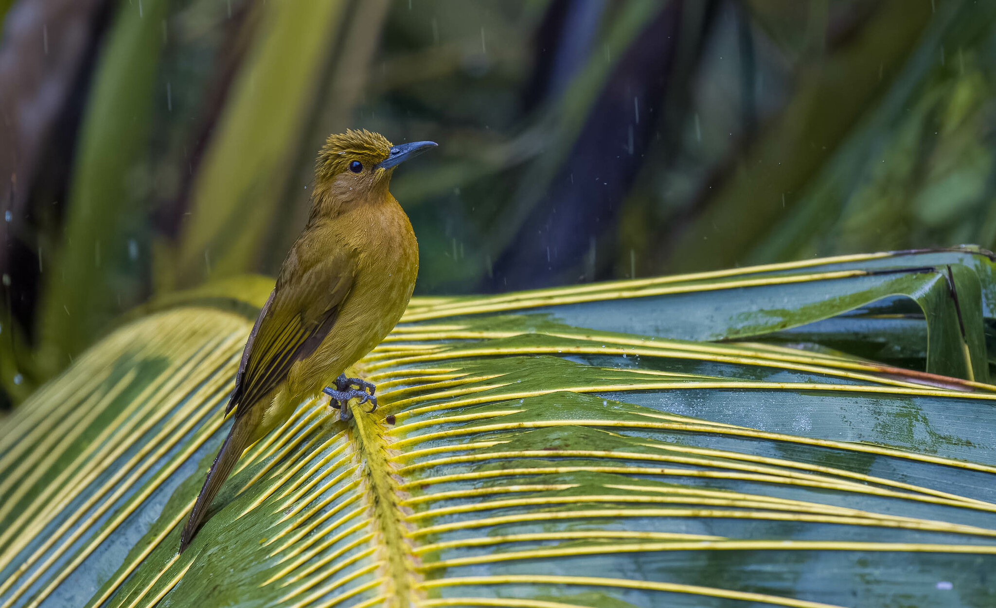 Yellowish Bulbul illustration