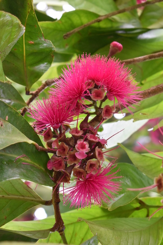 Malay Apple