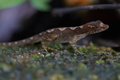Humble Anole photo 2