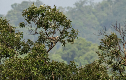 Pinsker's Hawk-Eagle (Nisaetus pinskeri)