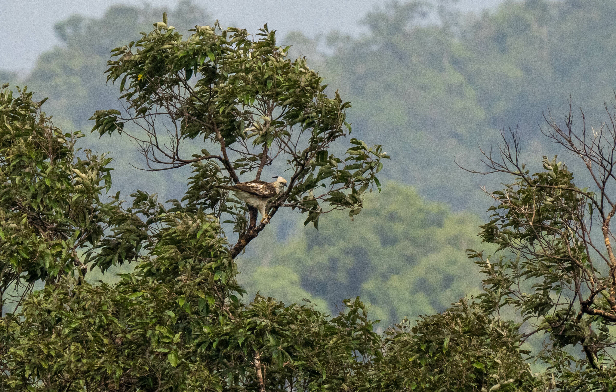 Pinsker's Hawk-Eagle (Nisaetus pinskeri), photo 1