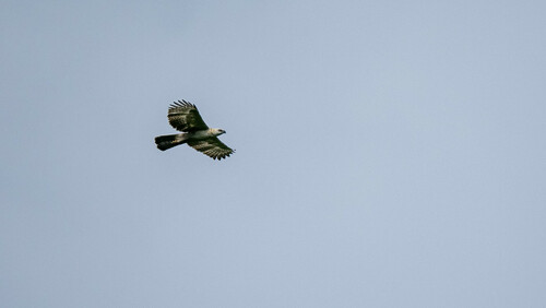 Pinsker's Hawk-Eagle (Nisaetus pinskeri), photo 2