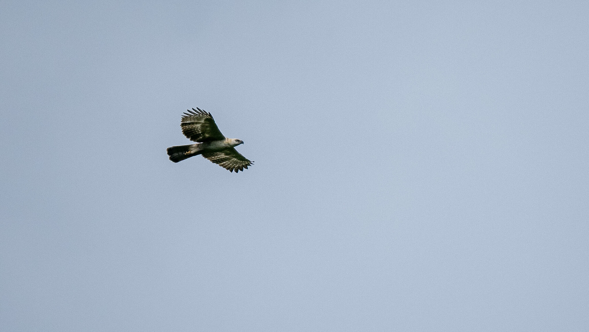 Pinsker's Hawk-Eagle (Nisaetus pinskeri), photo 2