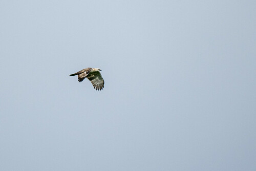 Pinsker's Hawk-Eagle (Nisaetus pinskeri), photo 3