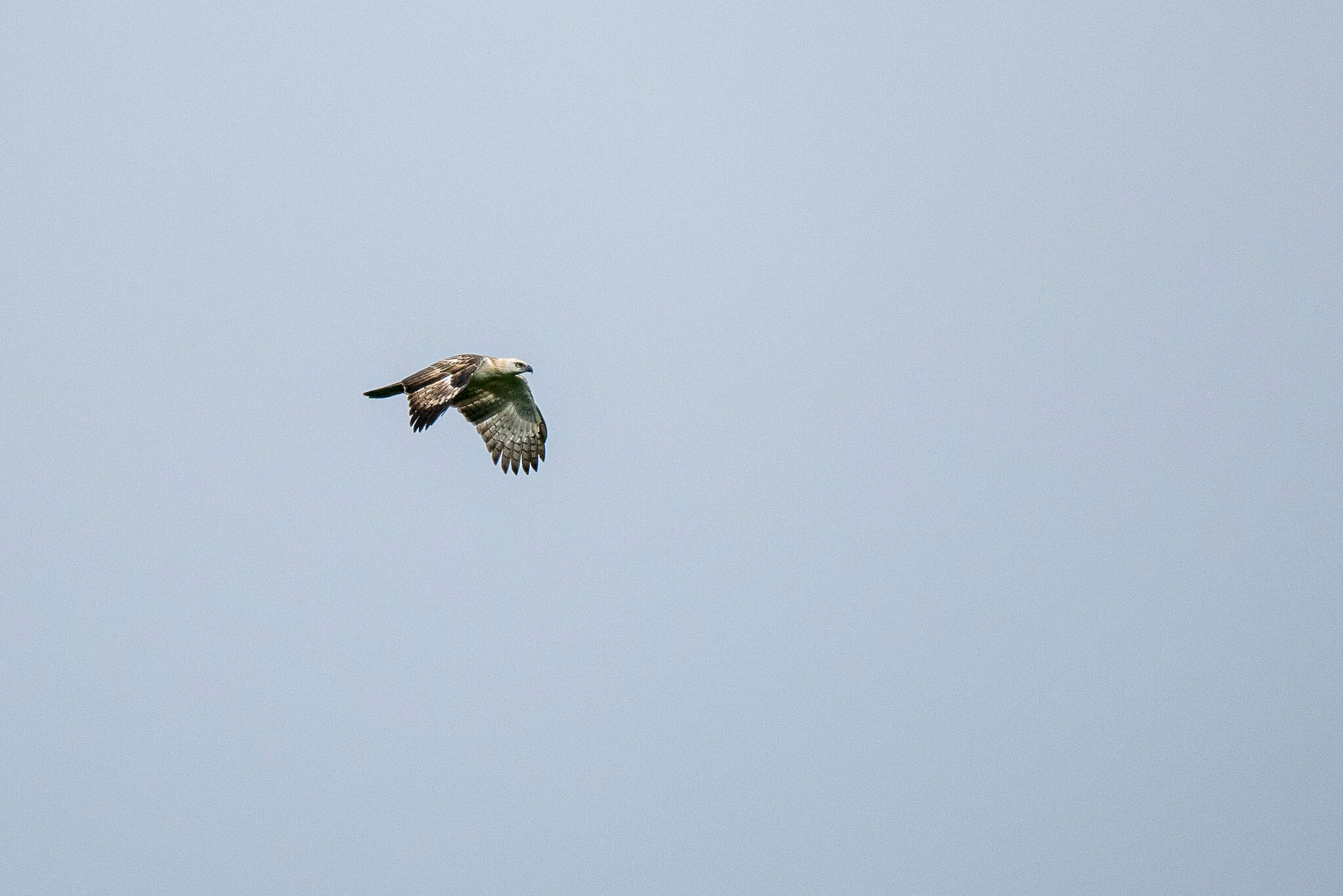 Pinsker's Hawk-Eagle (Nisaetus pinskeri), photo 3