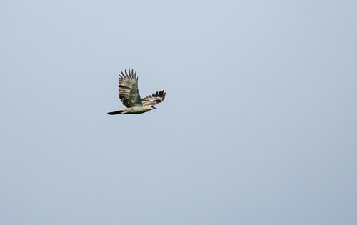Pinsker's Hawk-Eagle (Nisaetus pinskeri), photo 4