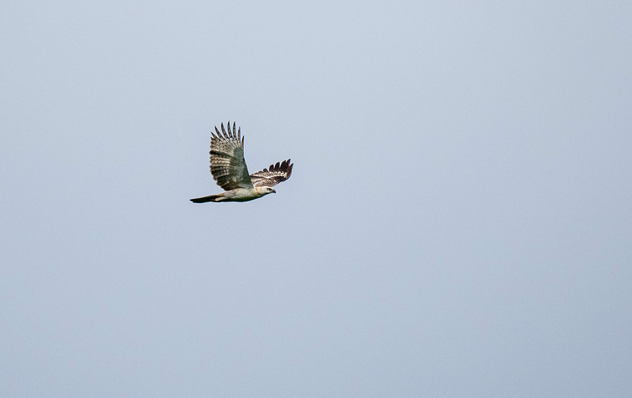 Pinsker's Hawk-Eagle (Nisaetus pinskeri), photo 4