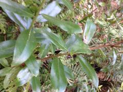 Gaultheria paniculata