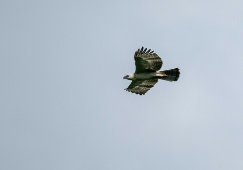 Pinsker's Hawk-Eagle (Nisaetus pinskeri), photo 5