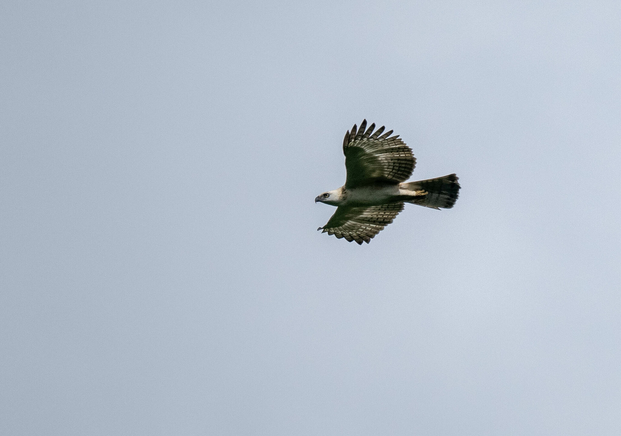 Pinsker's Hawk-Eagle (Nisaetus pinskeri), photo 5