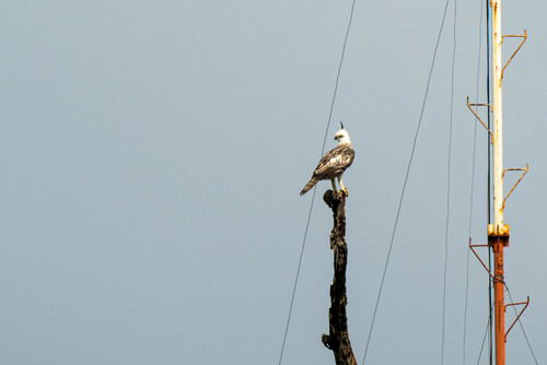 Pinsker's Hawk-Eagle (Nisaetus pinskeri), photo 6