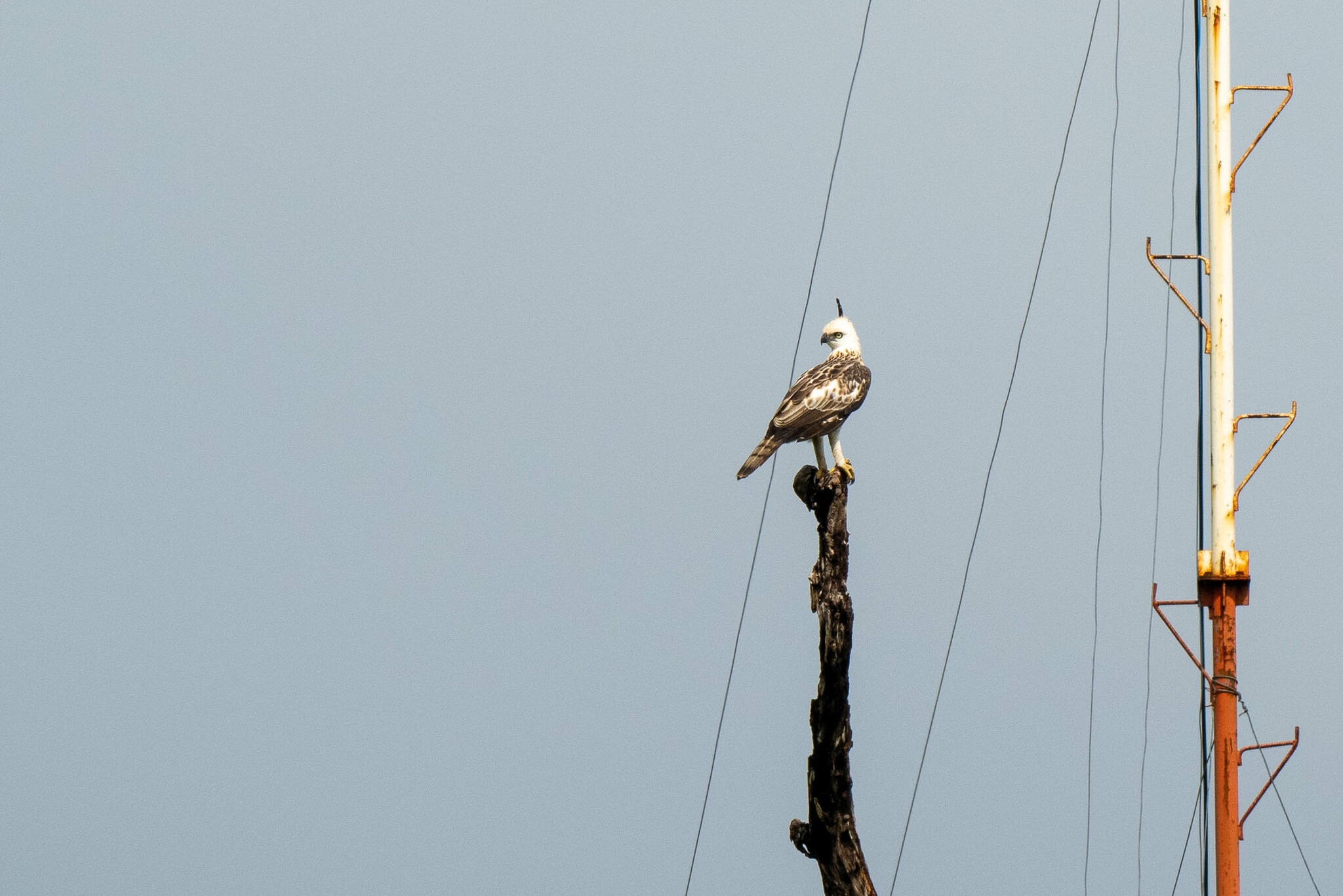 Pinsker's Hawk-Eagle (Nisaetus pinskeri), photo 6