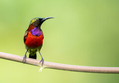 Purple-Throated Sunbird photo 1