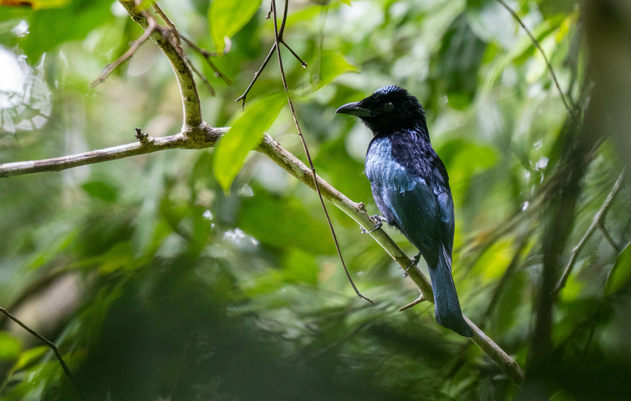 Short-tailed Drongo (Dicrurus striatus), photo 6