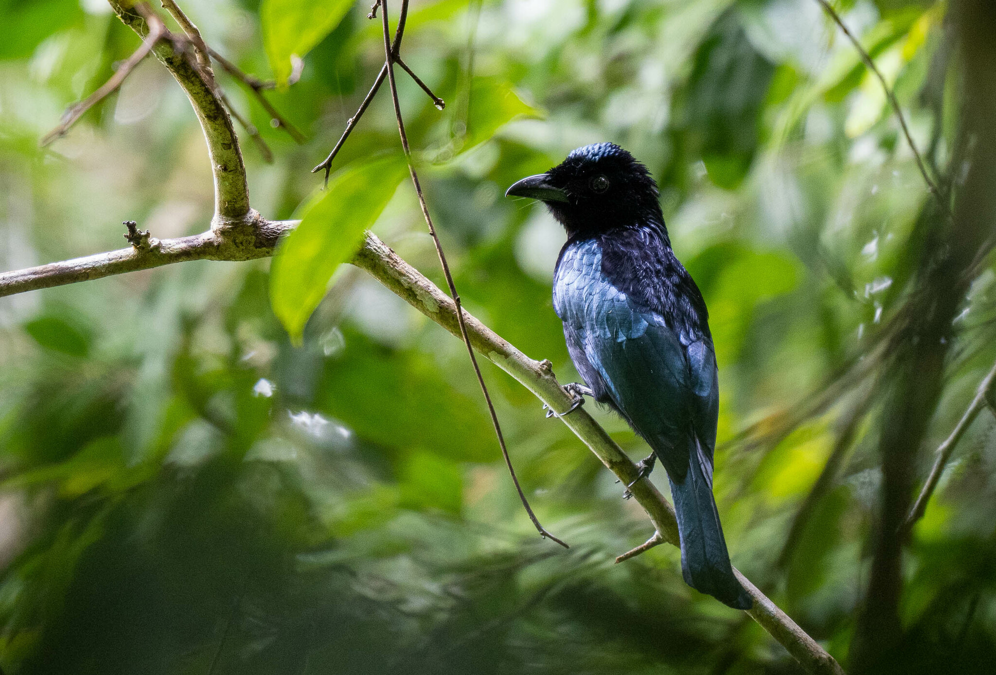 Short-tailed Drongo (Dicrurus striatus), photo 7