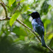 Short-tailed Drongo - Photo (c) Forest Botial-Jarvis, some rights reserved (CC BY-NC), uploaded by Forest Botial-Jarvis