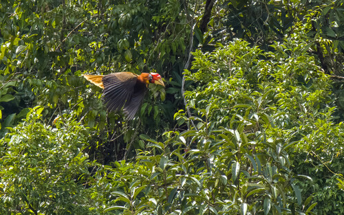 Rufous Hornbill (Buceros hydrocorax)