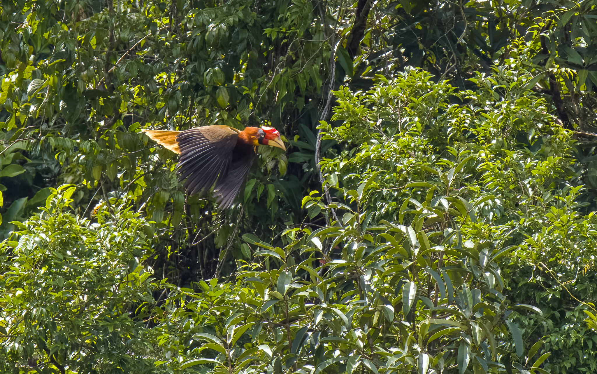 Rufous Hornbill (Buceros hydrocorax), photo 1