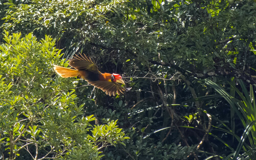 Rufous Hornbill (Buceros hydrocorax), photo 2