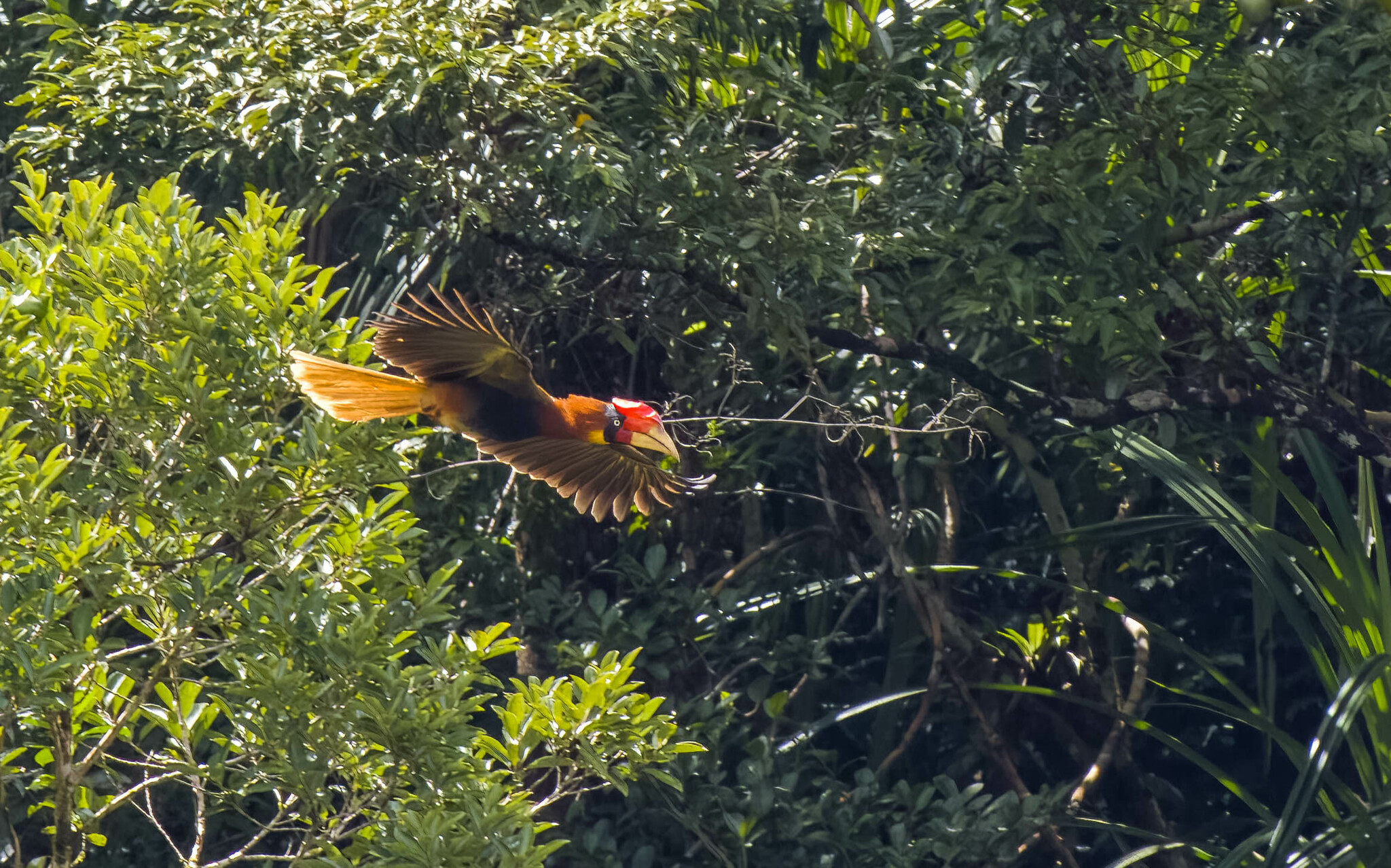 Rufous Hornbill (Buceros hydrocorax), photo 2