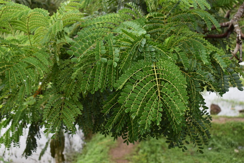 Tetrapleura tetraptera image