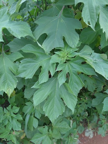 Mexican sunflower