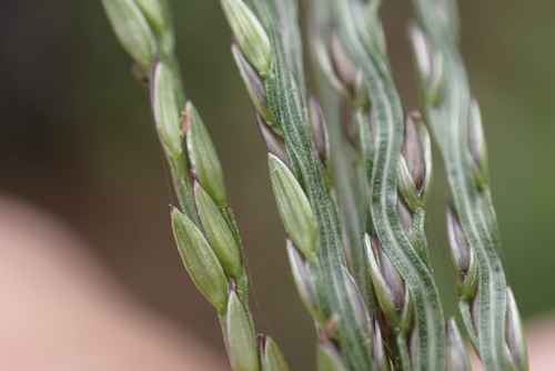 Digitaria nuda, 2023-03-29
