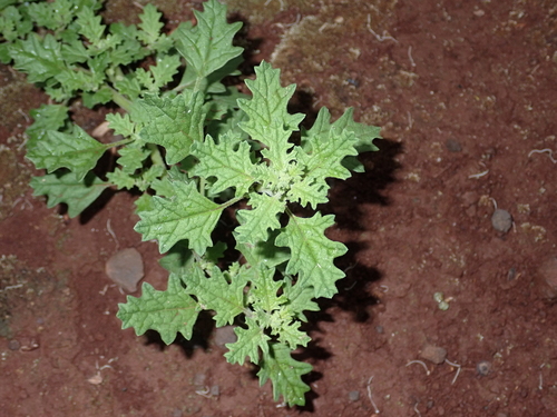 Dysphania carinata observed 2023-03-29