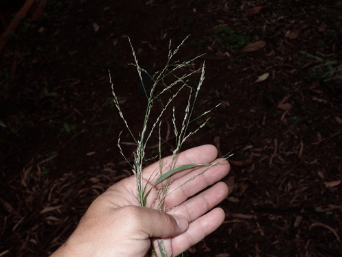 Eragrostis pectinacea observed 2023-03-29