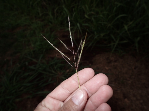 Bothriochloa bladhii observed 2023-03-29