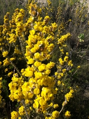 Aspalathus shawii shawii