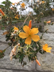 Mentzelia scabra chilensis