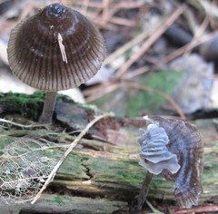 Mycena