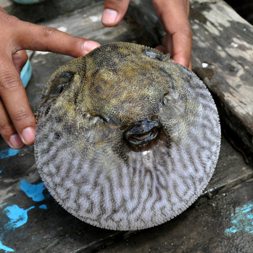 Humpback puffer (Pao palembangensis) — Tetraodontidae — 5