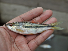 Waandersii's Hard-Lipped Barb photo 2