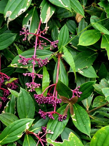 Medinilla formosana