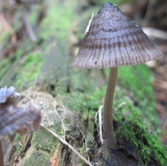 Mycena