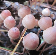 Mycena