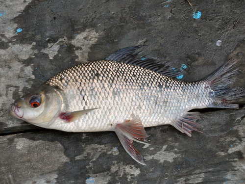 Grote bottersnuit-barbeel (Osteochilus melanopleurus) — Cyprinidae