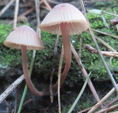 Mycena