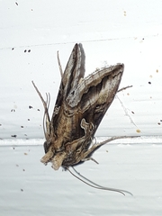 Cornutiplusia circumflexa