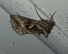 Cornutiplusia circumflexa