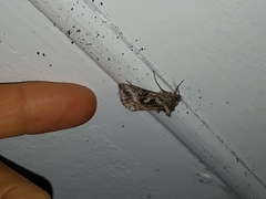 Cornutiplusia circumflexa