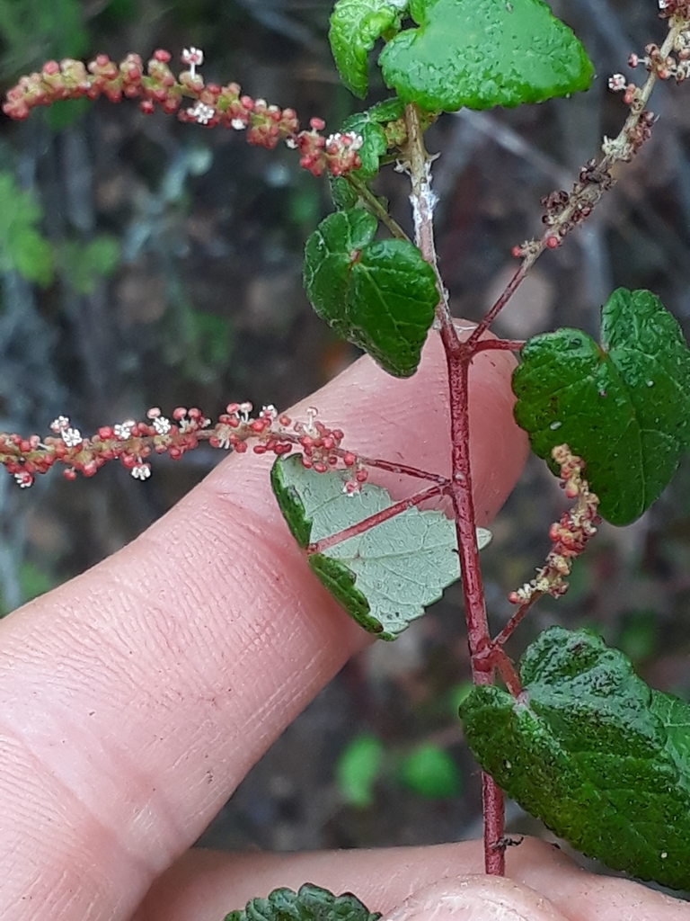 Acalypha capensis (Eastford Glen - Locally Indigenous Species Observed ...