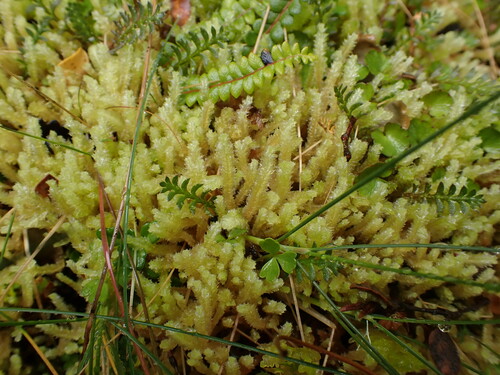 Schistochila ciliata