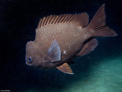 Chromis verater