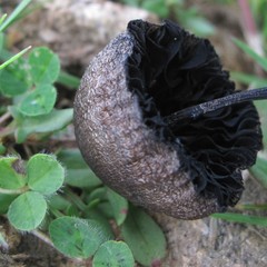 Fungi